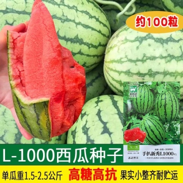 手扒新秀L1000西瓜种子皮薄且韧质细无渣甜美如蜜