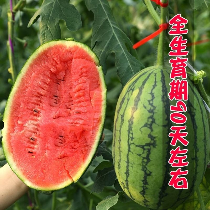 手扒新秀L1000西瓜种子皮薄且韧质细无渣甜美如蜜