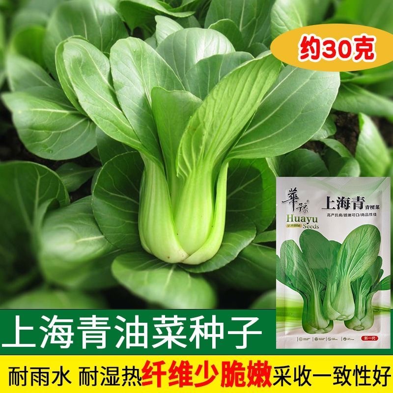 上海青青梗菜种子束腰叶绿柄宽厚抗病脆嫩可口