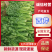 芹菜山东西芹大量上市质量保证对接全国市场电商