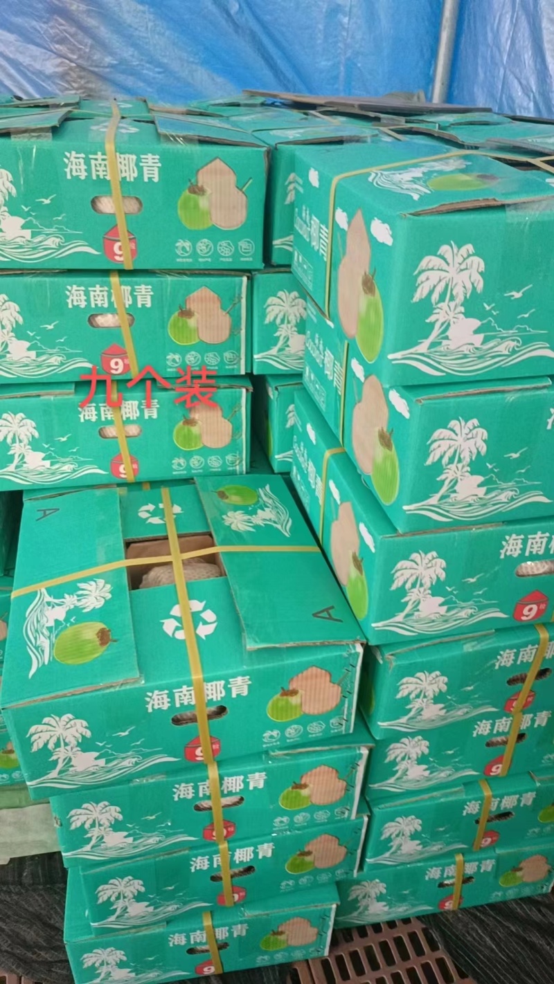 海南椰青一件代发产地直发一手货源对接各大电商平台
