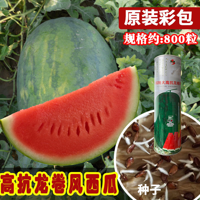 卡其特大高抗龙卷风西瓜种子抗病耐重茬高糖