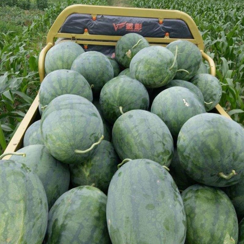 卡其特大高抗龙卷风西瓜种子抗病耐重茬高糖