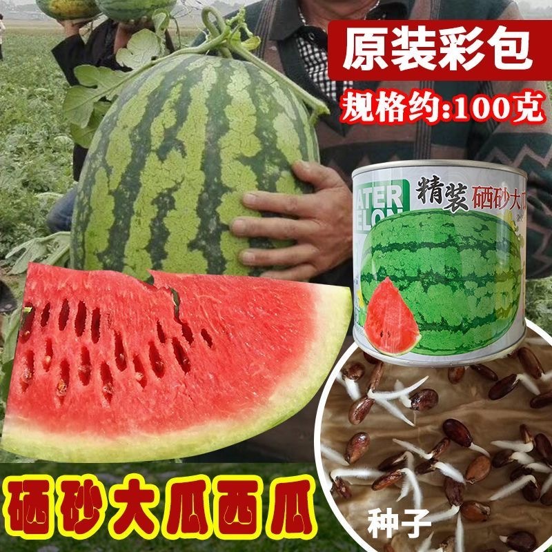 硒砂瓜种子耐重茬抗枯萎病果肉红色籽小且少含糖高