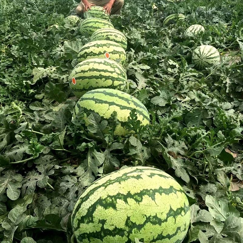 硒砂瓜种子耐重茬抗枯萎病果肉红色籽小且少含糖高