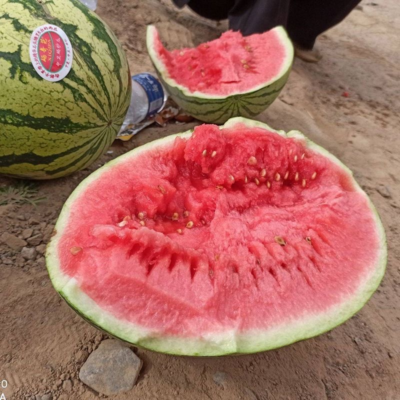 硒砂瓜种子耐重茬抗枯萎病果肉红色籽小且少含糖高