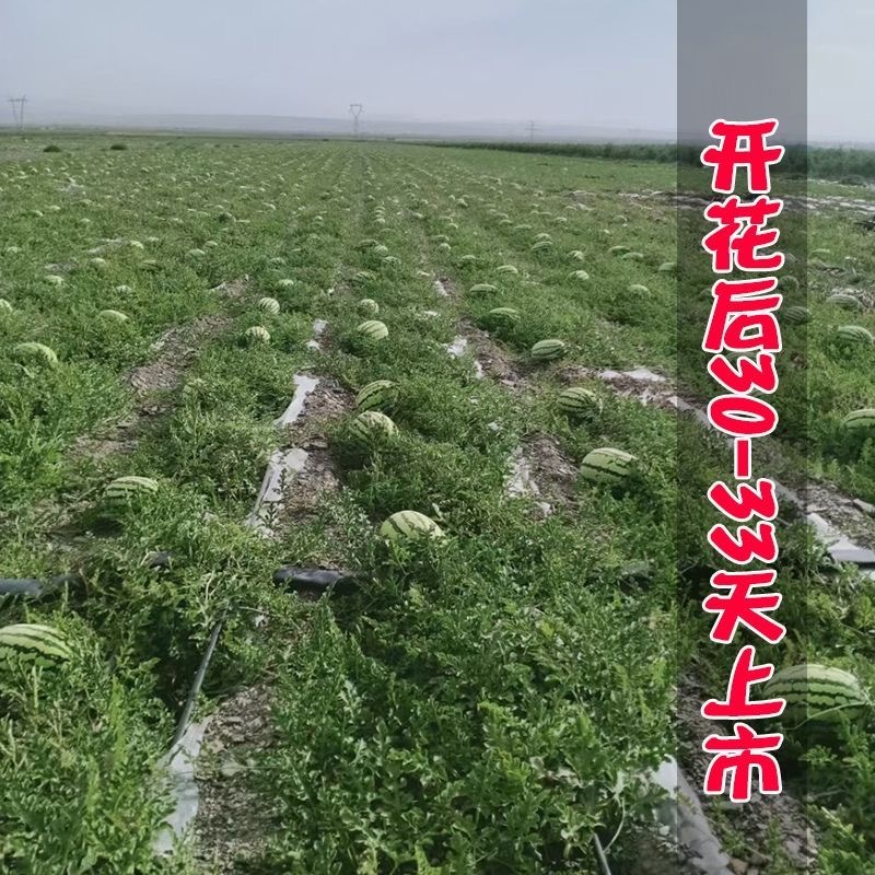 硒砂瓜种子耐重茬抗枯萎病果肉红色籽小且少含糖高