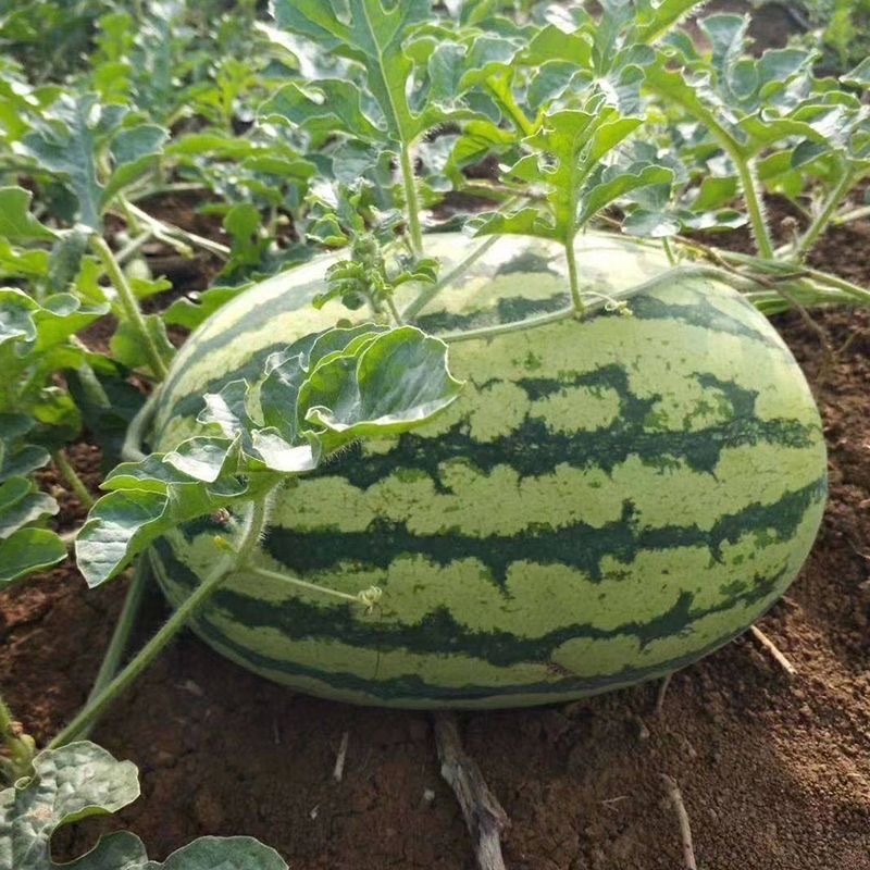 硒砂瓜种子耐重茬抗枯萎病果肉红色籽小且少含糖高