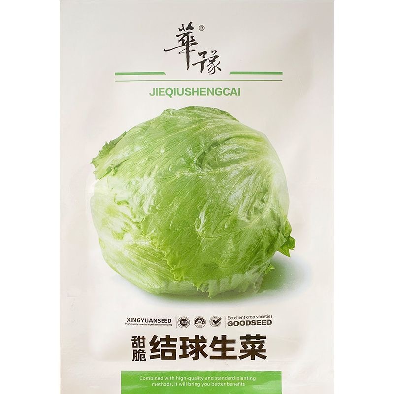 结球生菜种子叶球大而紧实结球为包被型