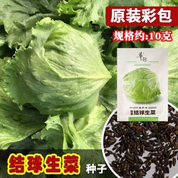 结球生菜种子叶球大而紧实结球为包被型
