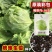 结球生菜种子叶球大而紧实结球为包被型