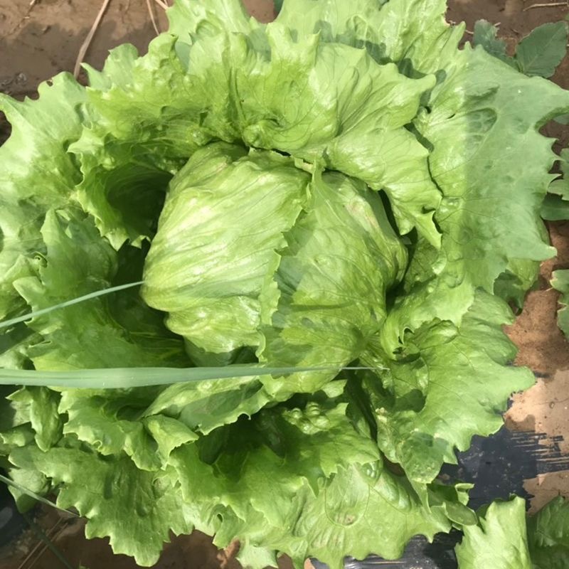 结球生菜种子叶球大而紧实结球为包被型