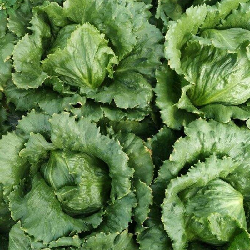 结球生菜种子叶球大而紧实结球为包被型