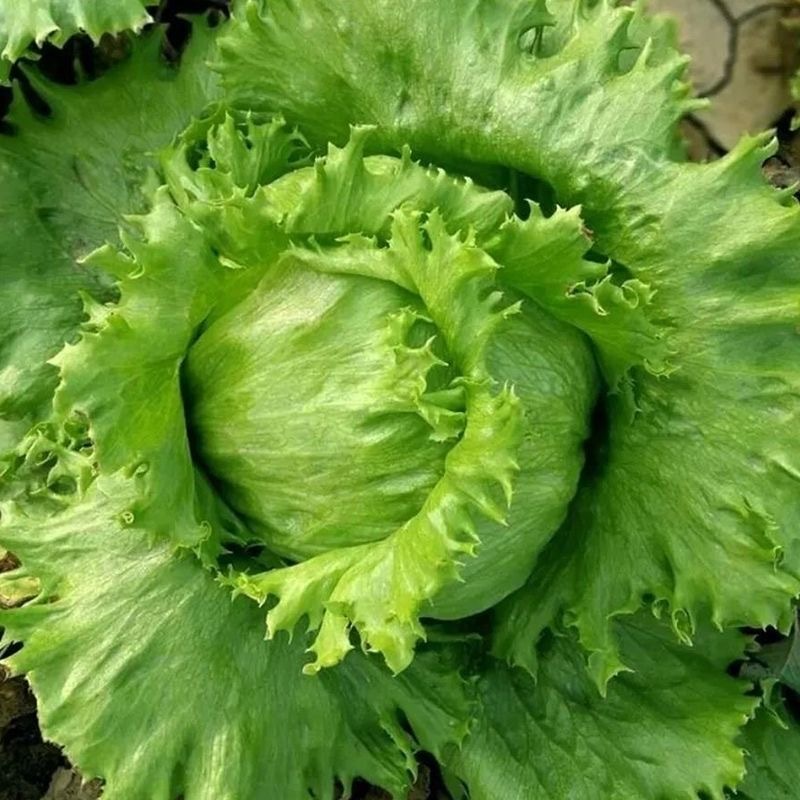 结球生菜种子叶球大而紧实结球为包被型
