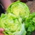结球生菜种子叶球大而紧实结球为包被型