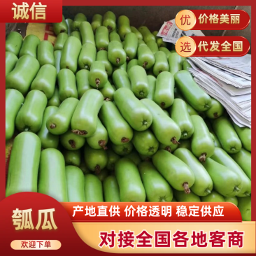 蒲瓜专业对接市场，电商，食堂，产地大量上市