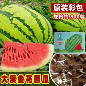 大漠金花西瓜种子大果型耐重茬不易空心坚实耐运