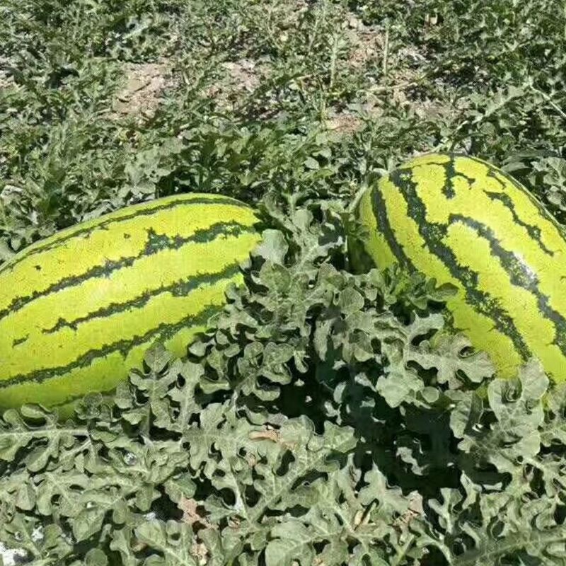 大漠金花西瓜种子大果型耐重茬不易空心坚实耐运