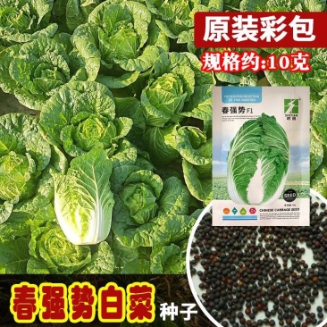 春强势大白菜种子叶色浓绿球叶微黄抗抽苔
