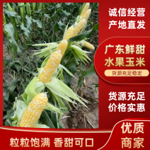 广东鲜甜水果玉米，对接电商，市场，社区团购，产地一手货源