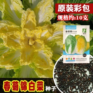 春菊锦白菜种子外叶绿色内叶金黄口感鲜嫩晚抽苔