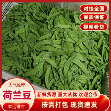 云南荷兰豆豌豆雪豆品质**保证致电有优惠
