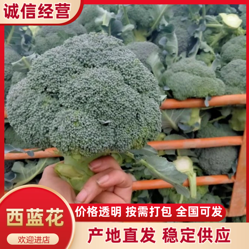 【优质】西兰花产地直发量大从优坏单包赔全国发货