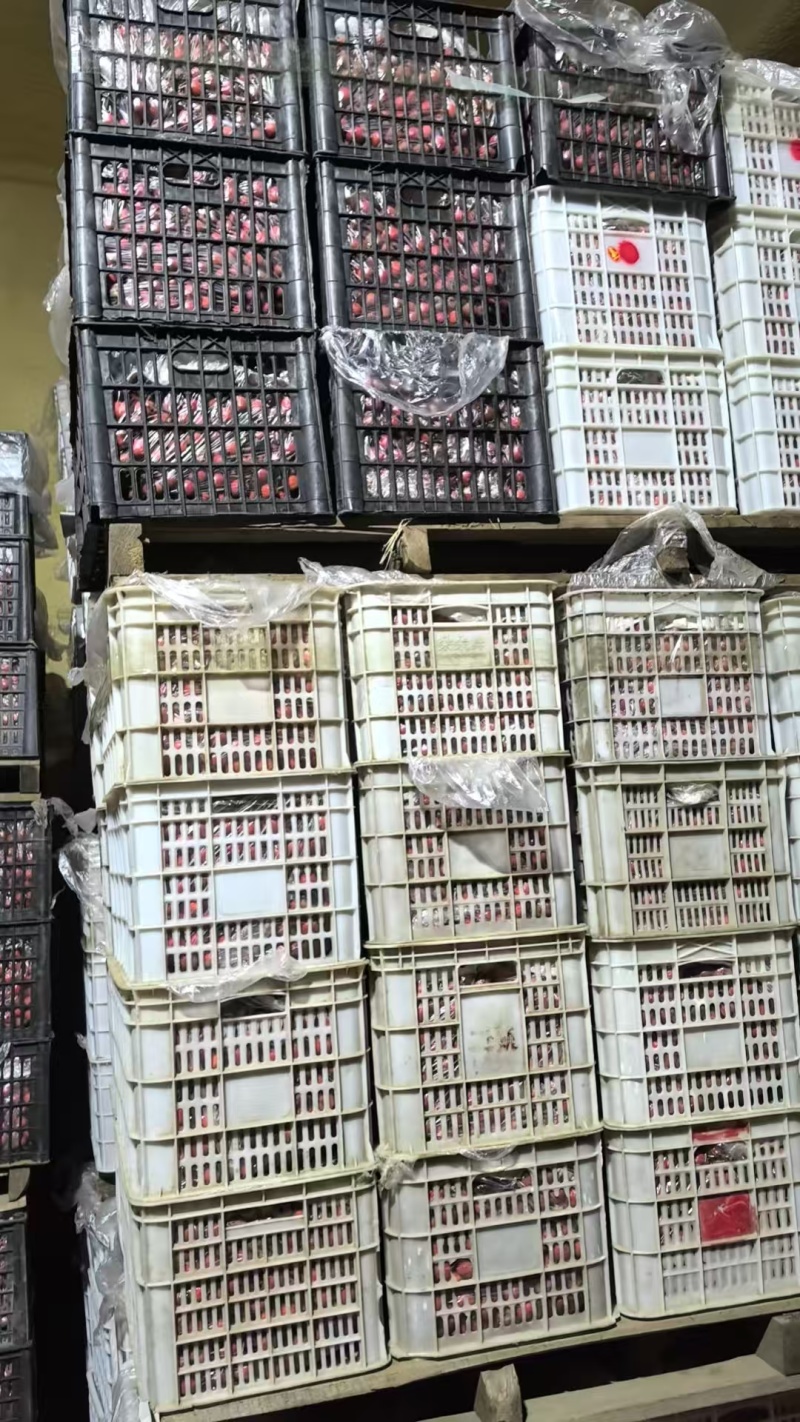 【推荐】河北遵化板栗精品板栗产地直发一手货源大量供应价优