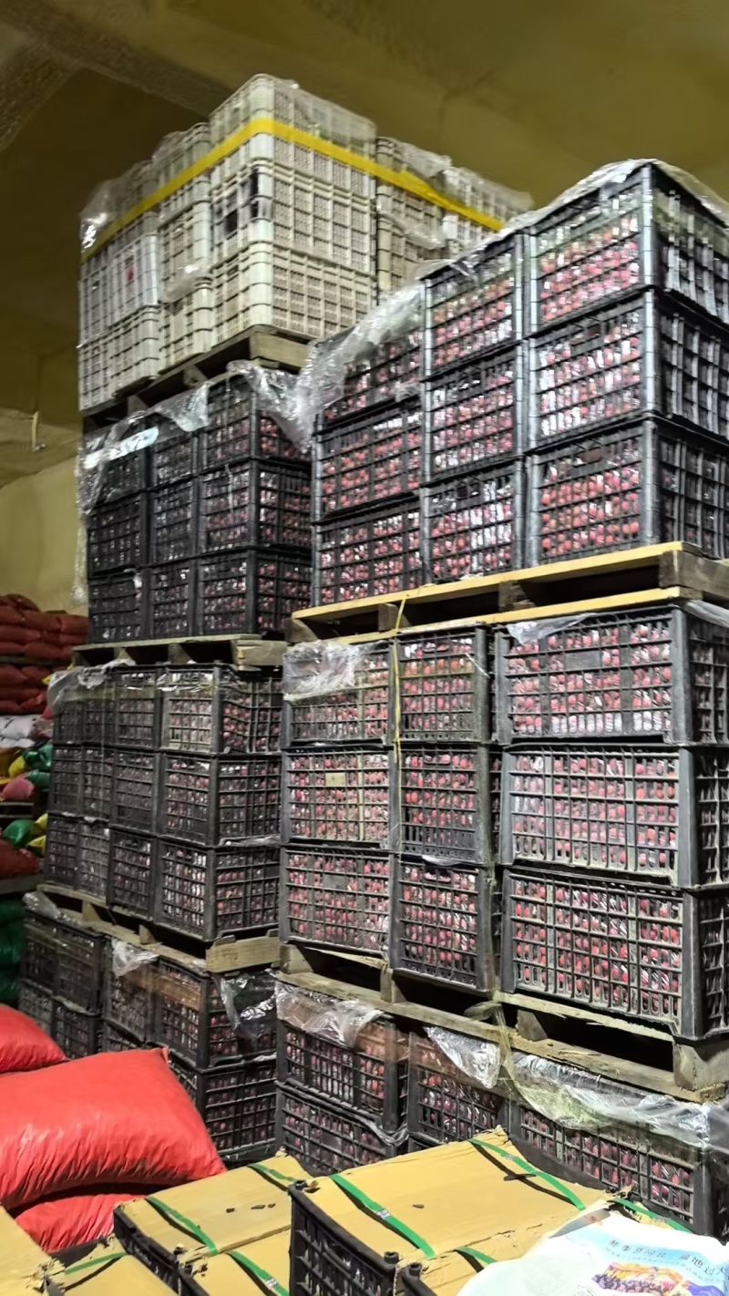 【热卖】精品遵化板栗大标栗产地直发品质保障代发全国可看货