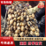 精品白莲藕莲藕基地直发品种有3537鄂莲6号，大地红