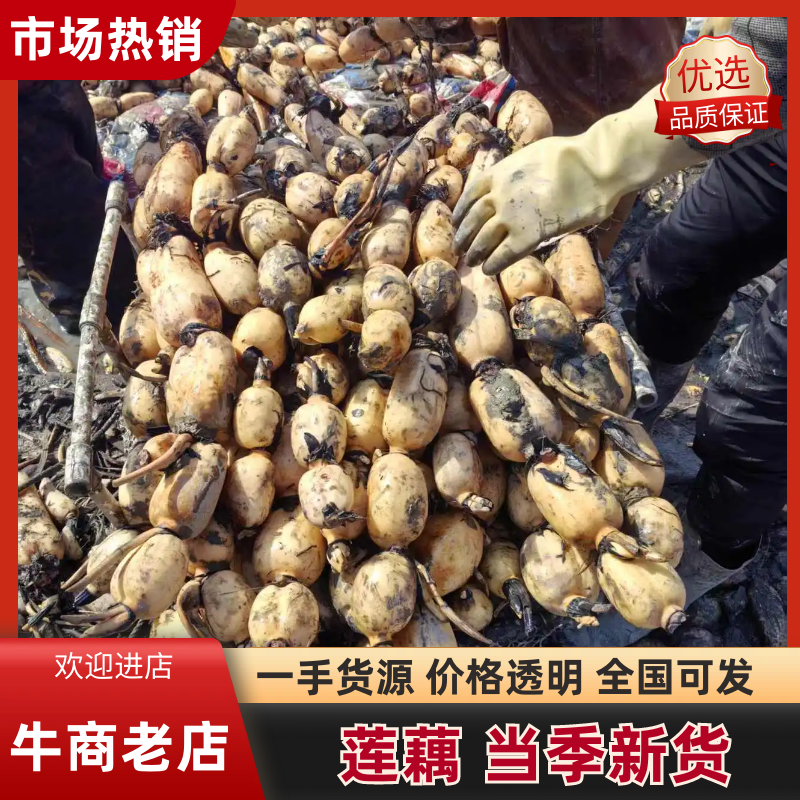 精品白莲藕莲藕基地直发品种有3537鄂莲6号，大地红