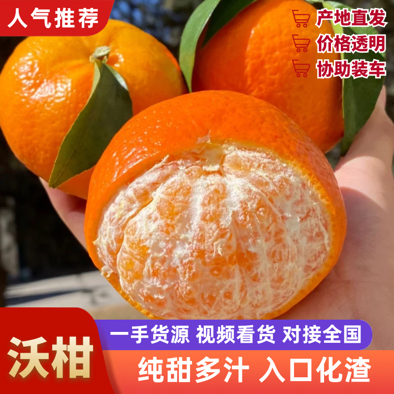 【实力供货】沃柑一手货源品质保障代发全国可看货欢迎