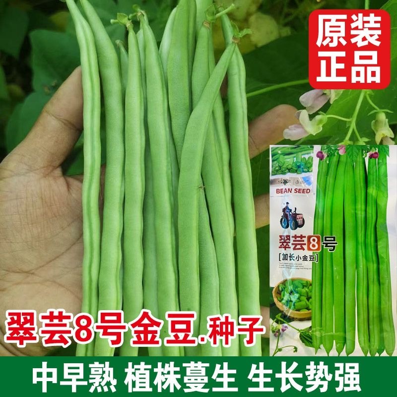 翠芸8号加长小金豆种子耐病豆荚浅绿色品质细嫩不易老化