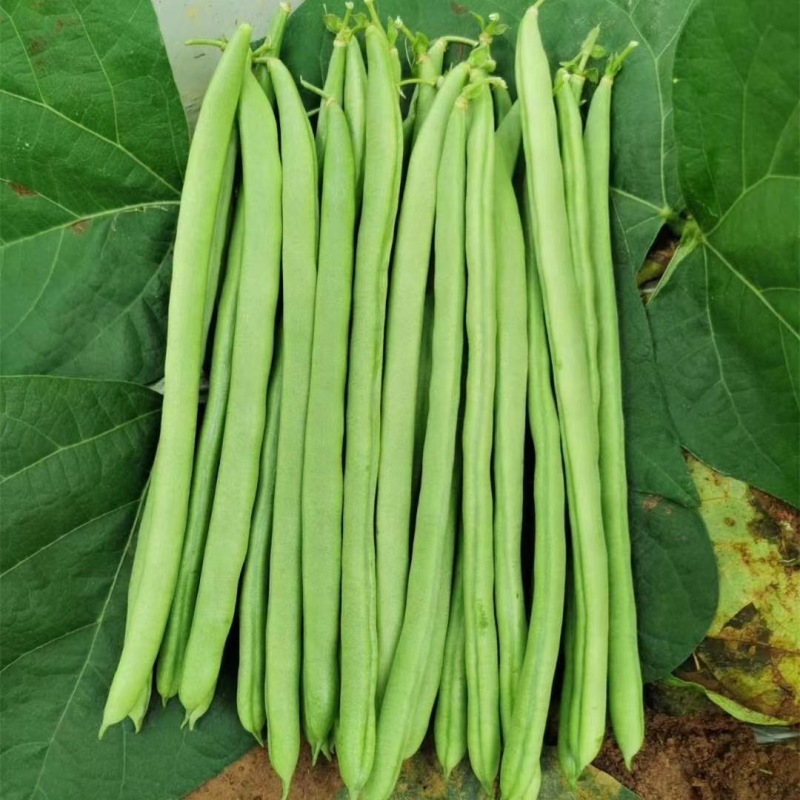 翠芸8号加长小金豆种子耐病豆荚浅绿色品质细嫩不易老化