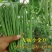 翠芸8号加长小金豆种子耐病豆荚浅绿色品质细嫩不易老化