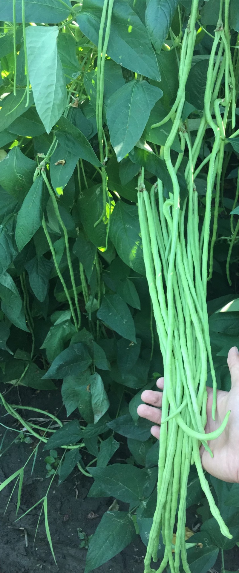华豇1号红籽油白长豆角种子双荚率高不易鼠尾抗病耐热