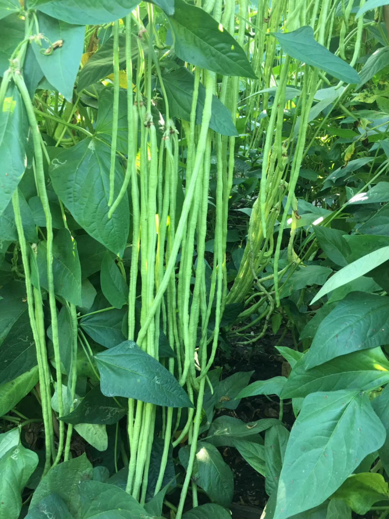 华豇1号红籽油白长豆角种子双荚率高不易鼠尾抗病耐热
