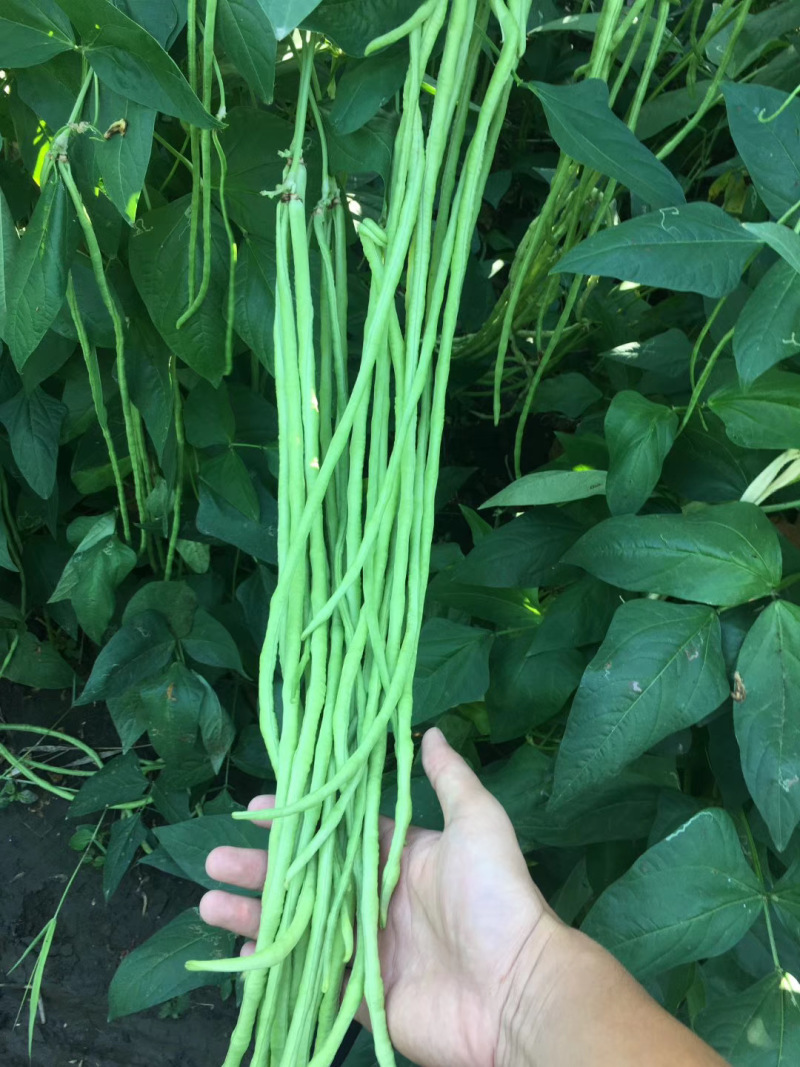 华豇1号红籽油白长豆角种子双荚率高不易鼠尾抗病耐热