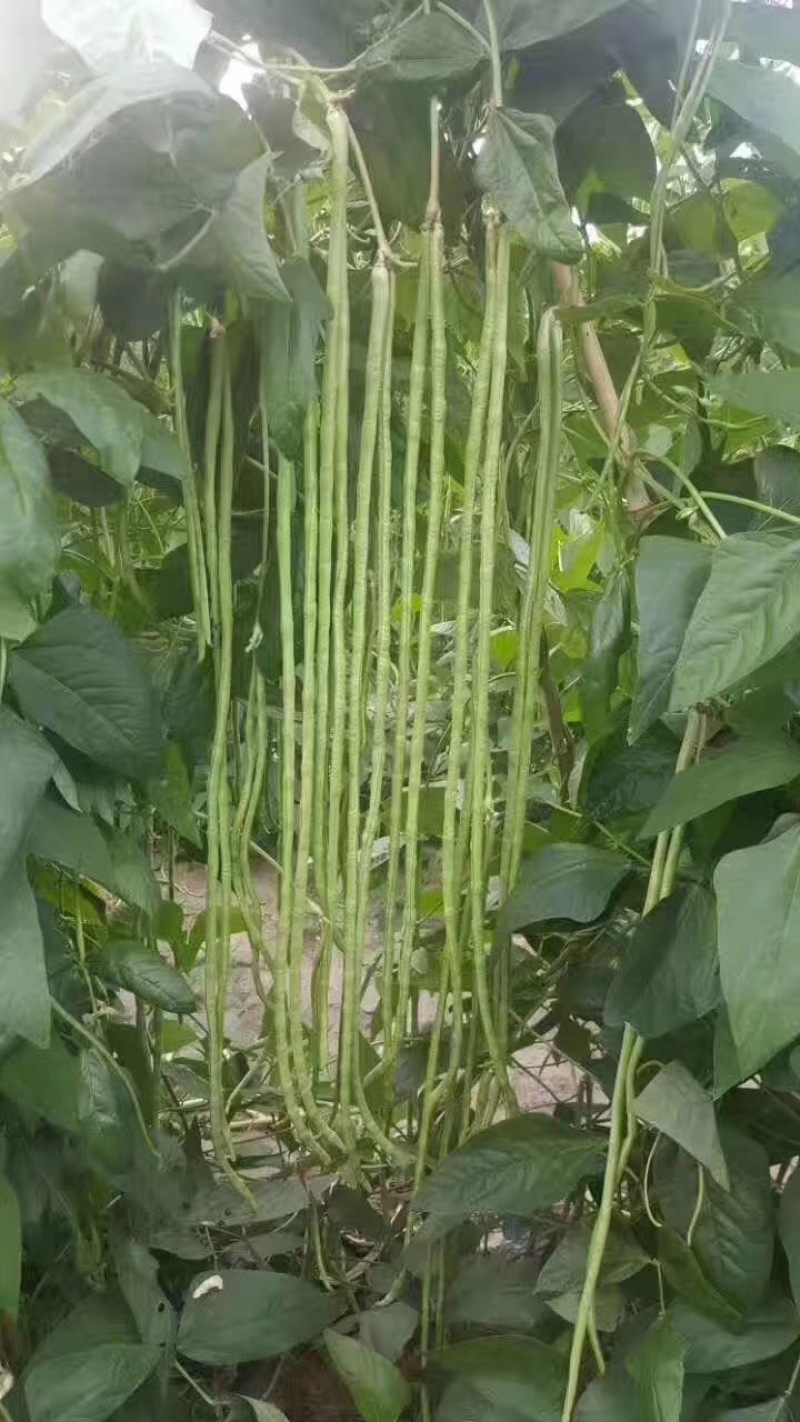 华豇1号红籽油白长豆角种子双荚率高不易鼠尾抗病耐热