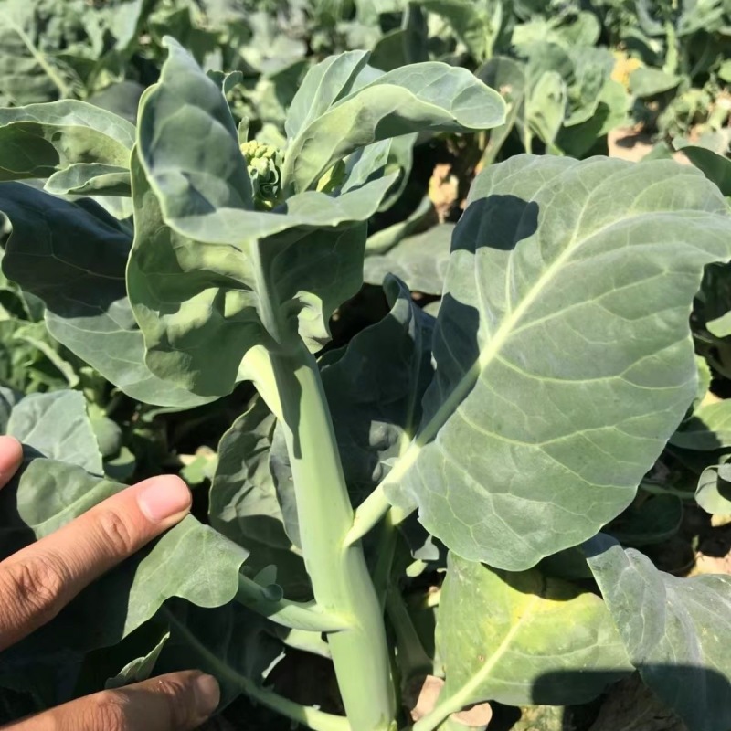 农宝芥兰种子株型直立叶片肥厚抗病茎粗鲜嫩美味
