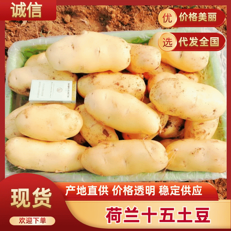 山东大棚新土豆荷兰十五大量供应全国发货质量保证诚信经营