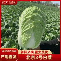 优质山东泰安大白菜一手货源