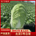 优质山东泰安大白菜一手货源