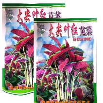 大尖叶红苋菜种子红叶红头抗热耐寒叶片厚快大生长