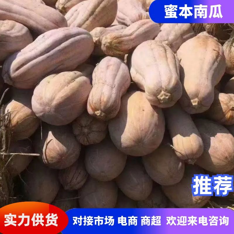 25年南瓜蜜本南瓜基地直发可发全国