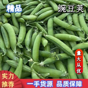 26年新豌豆豌豆豌豆荚中豌9号大量供应对接全国