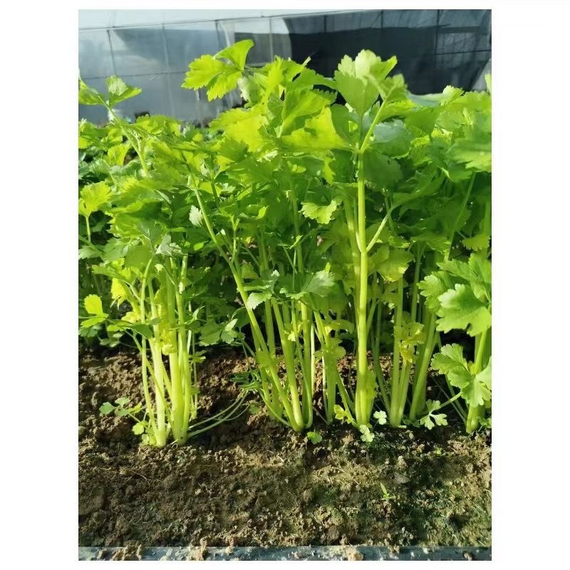 泰国三优黄心白芹菜种子抗热耐多雨粗梗耐抽苔
