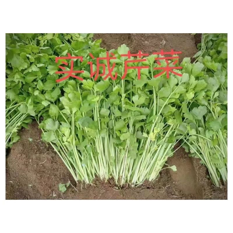 泰国三优黄心白芹菜种子抗热耐多雨粗梗耐抽苔