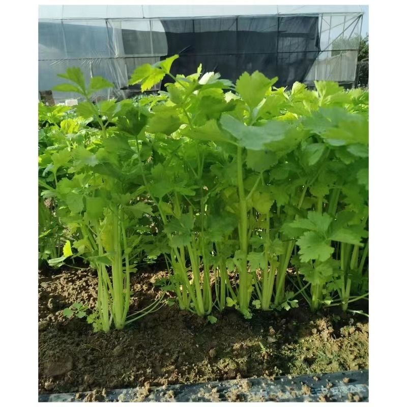 泰国三优黄心白芹菜种子抗热耐多雨粗梗耐抽苔