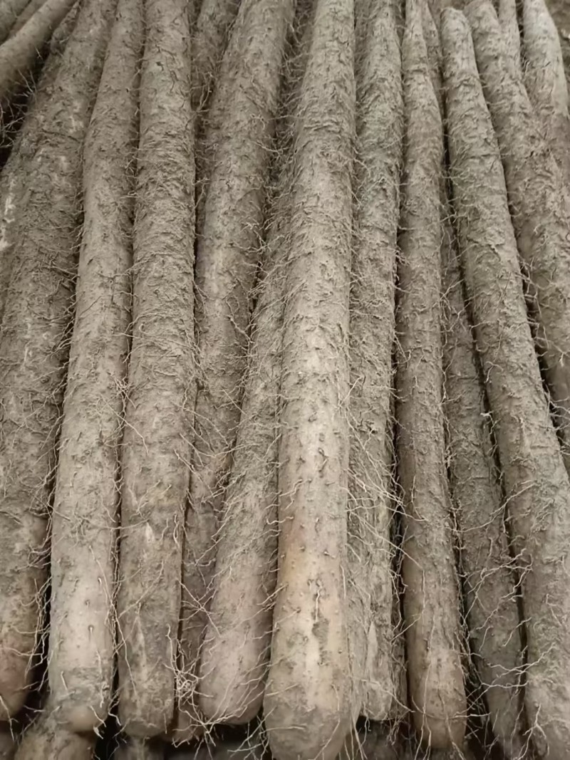 【热卖】精品山药双棒山药量大价优一手货源可视频看货欢迎